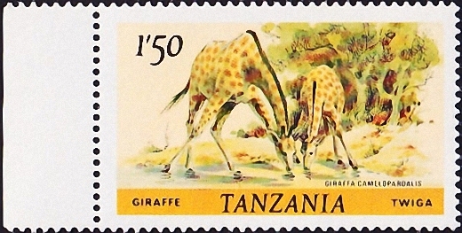  1985  .  (Giraffa camelopardalis) .  10,0 . (2)  